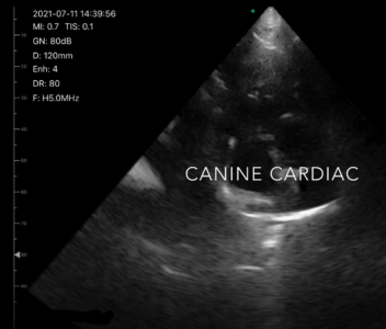 Canine Cardiac Ultrasound 1